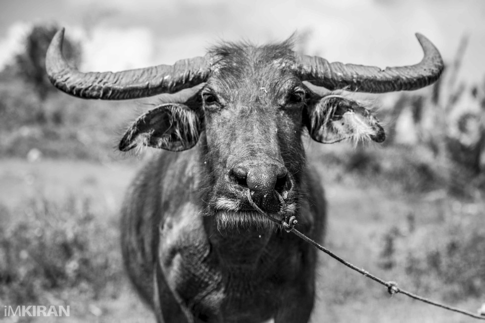 Ati Buffalo. A hard worker for the indigenous tribe on mount Tag-aw - Panay Island, Philippines