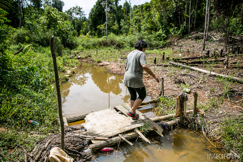 Catherine inspecting another water source of the Jakun tribe village here in Muadzam Shah, Pahang. They use this for their small farms, cooking, bathing and drinking. Yes drinking too. I didn't know what to call it, a river, a drain or just a natural wonder. They have plans to start farming more and dig a water hole but with being uncertain how long they can actually live here freely, the plan seems just to be. According to the tribes, the local authorities can come at any time to start a new oil palm plantation project here, and destroyed everything as how they did previously. So they have to move in further