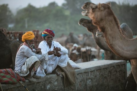Camel Herders | India Camel Herders | India
