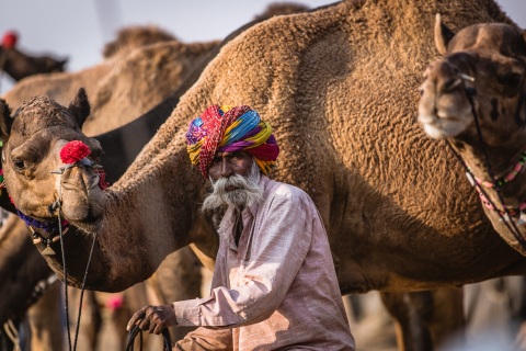 Master of Camels, Rajasthan Master of Camels, Rajasthan