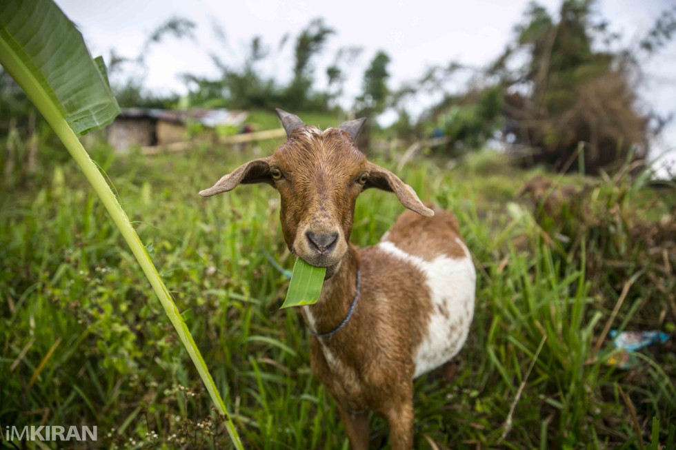 We met all the villagers and their pets. - Mount Tag-ao, Dumarao, Capiz