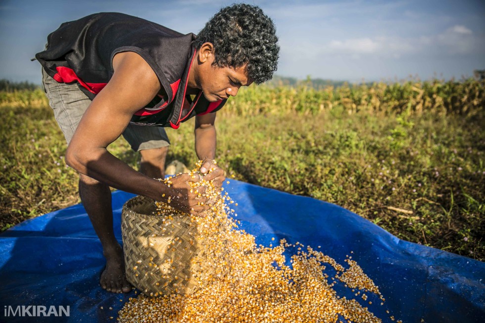 Getting processed corn into the bags, its a hand ons, back breaking job. Which I definitely can't do.