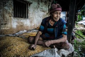 Blind Tamang Harvesting in Jharlang, Nepal